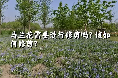 马兰花需要进行修剪吗？该如何修剪？