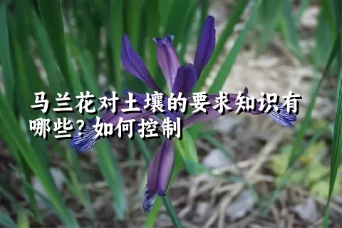 马兰花对土壤的要求知识有哪些？如何控制