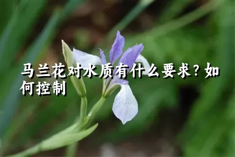 马兰花对水质有什么要求？如何控制