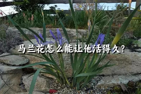 马兰花怎么能让他活得久？