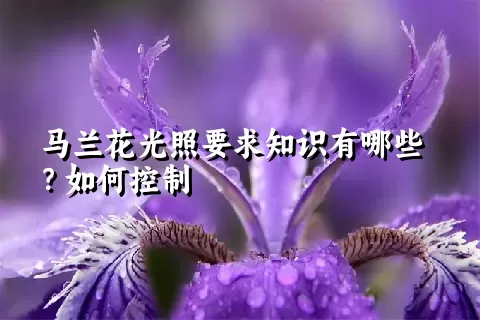 马兰花光照要求知识有哪些？如何控制