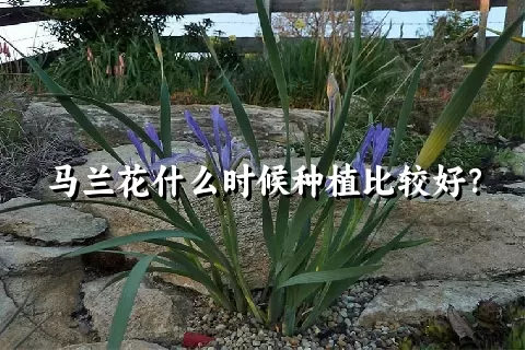 马兰花什么时候种植比较好？