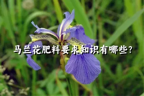 马兰花肥料要求知识有哪些？