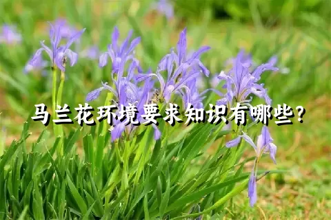 马兰花环境要求知识有哪些？