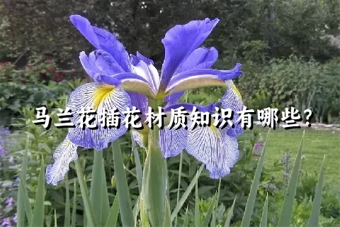 马兰花插花材质知识有哪些？