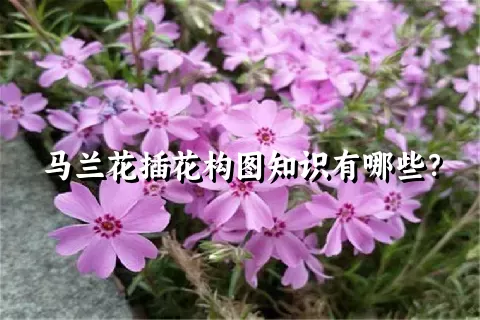 马兰花插花构图知识有哪些？