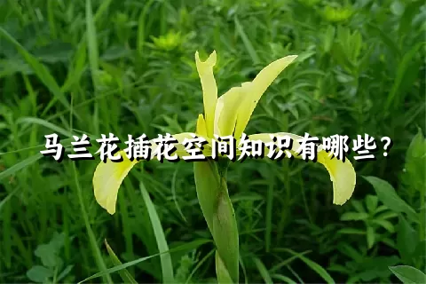 马兰花插花空间知识有哪些？