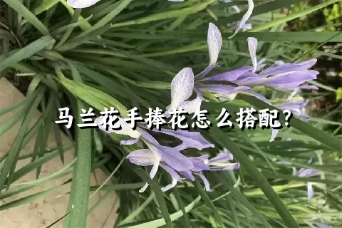 马兰花手捧花怎么搭配？