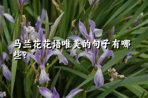 马兰花花语唯美的句子有哪些？