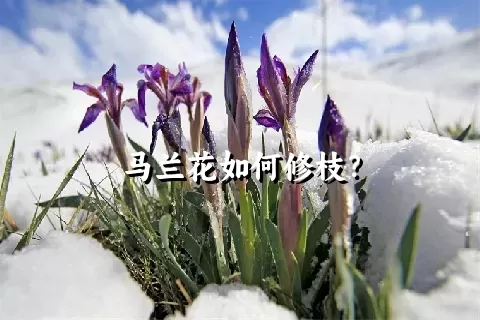 马兰花如何修枝？