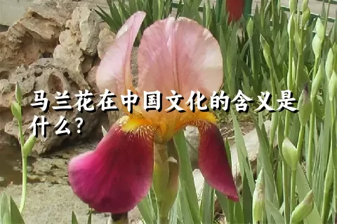 马兰花在中国文化的含义是什么？