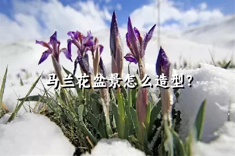 马兰花盆景怎么造型？