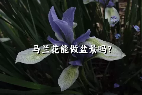 马兰花能做盆景吗？