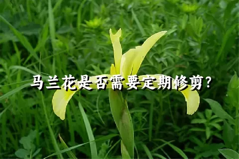 马兰花是否需要定期修剪？