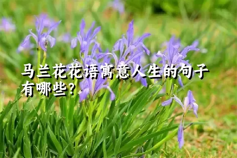 马兰花花语寓意人生的句子有哪些？