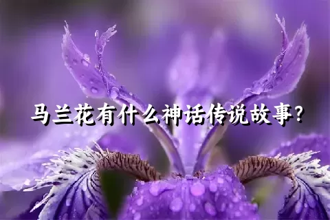 马兰花有什么神话传说故事？