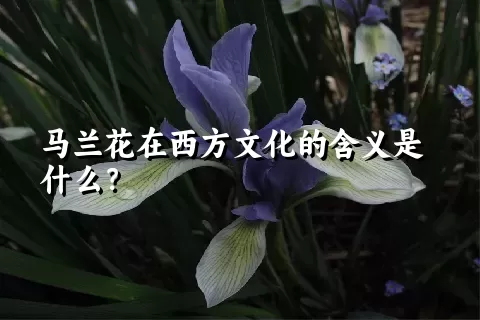 马兰花在西方文化的含义是什么？