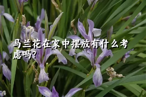 马兰花在家中摆放有什么考虑吗？