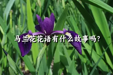 马兰花花语有什么故事吗？