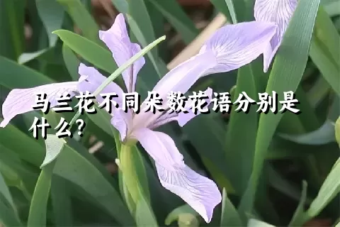 马兰花不同朵数花语分别是什么？