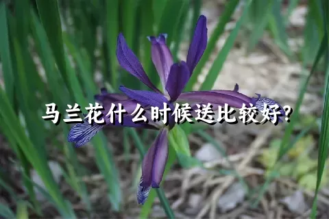 马兰花什么时候送比较好？