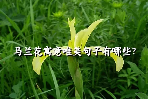 马兰花寓意唯美句子有哪些？