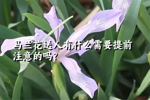 马兰花送人有什么需要提前注意的吗？