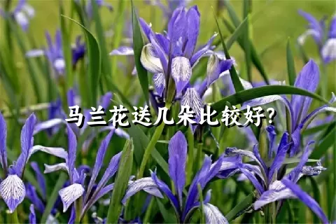 马兰花送几朵比较好？