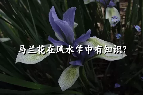 马兰花在风水学中有知识？