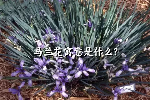 马兰花寓意是什么？