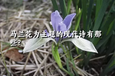 马兰花为主题的现代诗有那些？