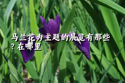 马兰花为主题的展览有那些？在哪里