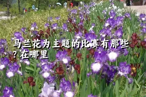 马兰花为主题的比赛有那些？在哪里