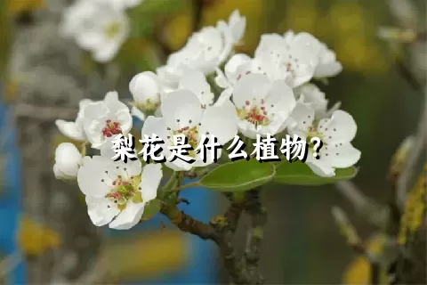 梨花是什么植物？