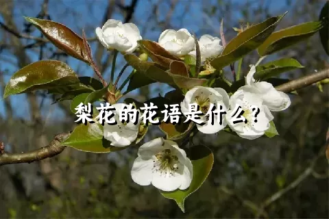 梨花的花语是什么？