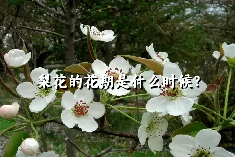 梨花的花期是什么时候？