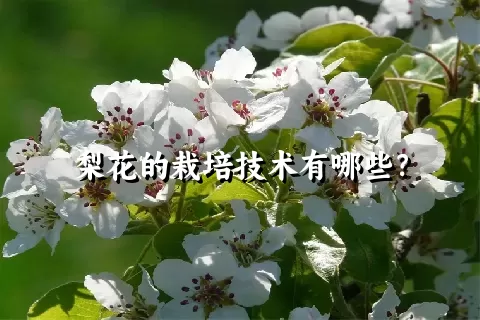 梨花的栽培技术有哪些？