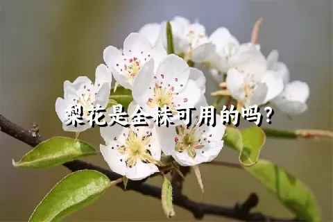 梨花是全株可用的吗？