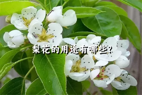 梨花的用途有哪些？