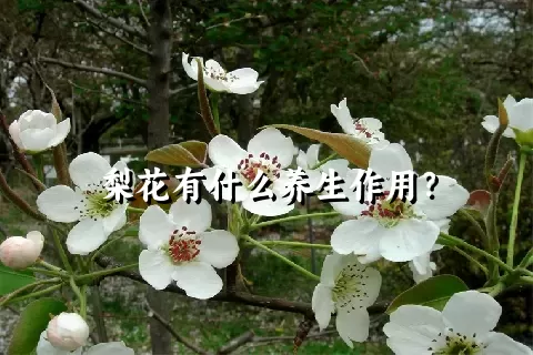 梨花有什么养生作用？