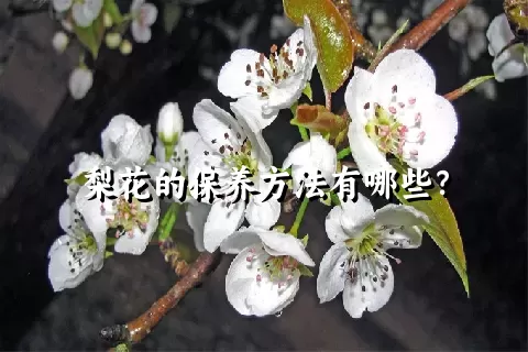 梨花的保养方法有哪些？