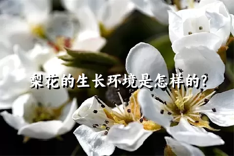 梨花的生长环境是怎样的？