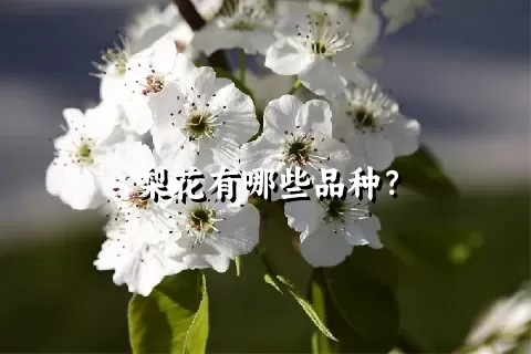 梨花有哪些品种？