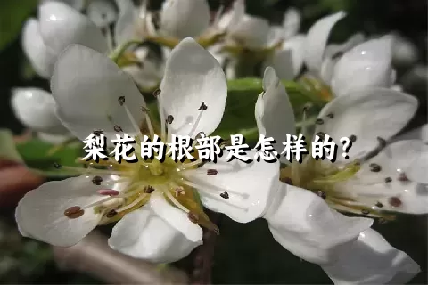 梨花的根部是怎样的？