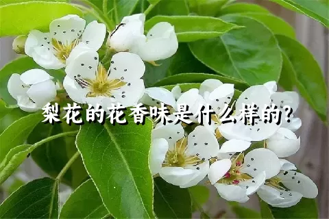 梨花的花香味是什么样的？