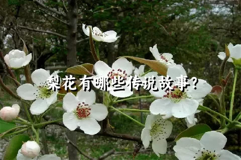 梨花有哪些传说故事？