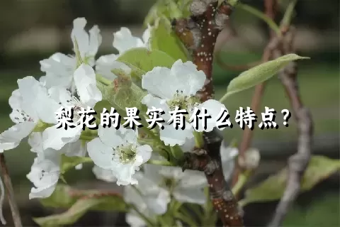 梨花的果实有什么特点？