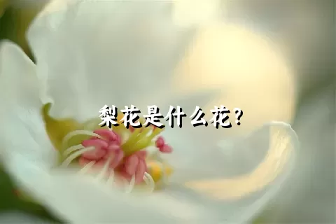 梨花是什么花？