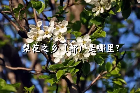 梨花之乡（都）是哪里？