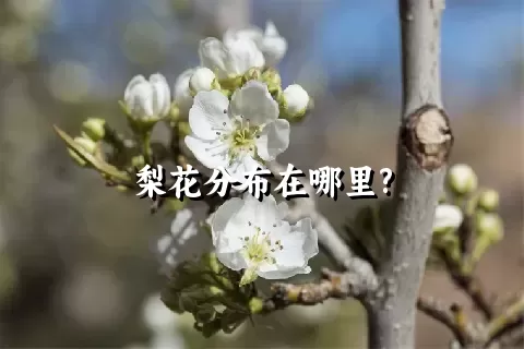 梨花分布在哪里?